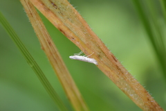 Batrachedra psithyra