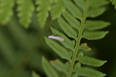 Batrachedra psithyra