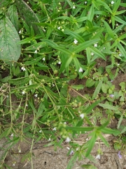 Magnoliopsida