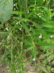 Magnoliopsida