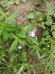 Angiospermae