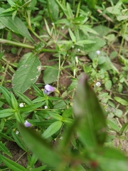 Angiospermae