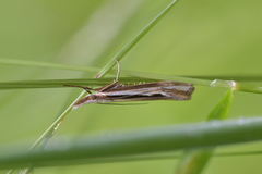 Orocrambus ramosellus