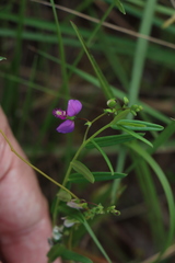 Polygala sphenoptera