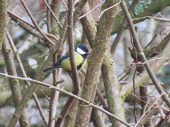 Parus major