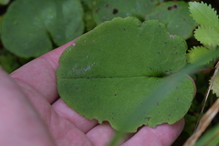 Corybas iridescens