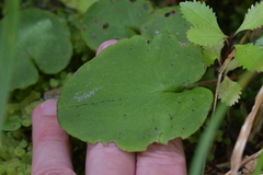 Corybas iridescens