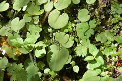 Corybas iridescens