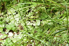 Corybas iridescens