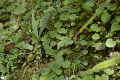 Corybas iridescens