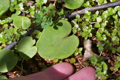 Corybas iridescens