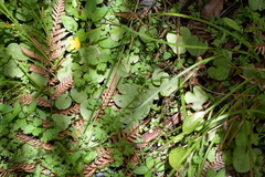 Corybas iridescens