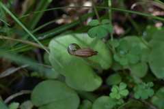 Corybas iridescens