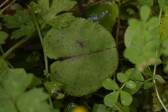Corybas iridescens