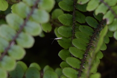 Batrachedra psithyra