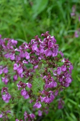 Pedicularis gracilis