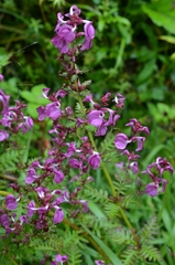 Pedicularis gracilis