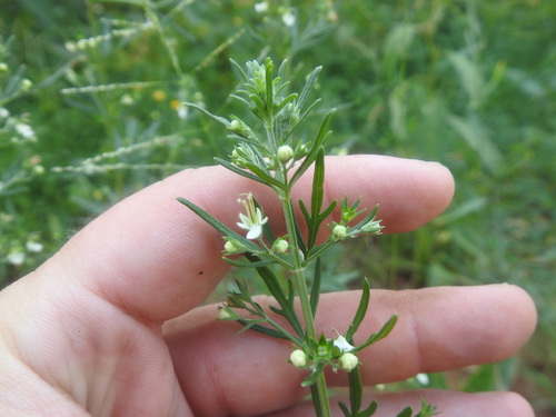 Image of Teucrium trifidum by (c) Matthew Fainman, some rights reserved (CC BY)