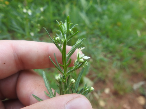 Image of Teucrium trifidum by (c) Matthew Fainman, some rights reserved (CC BY)