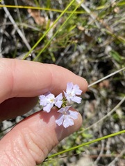 Westringia tenuicaulis