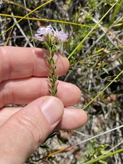 Westringia tenuicaulis