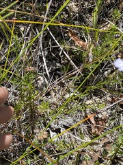 Westringia tenuicaulis