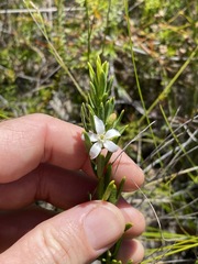 Philotheca queenslandica