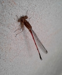 Oxyagrion