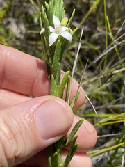 Philotheca queenslandica