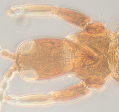 Haplothrips