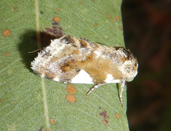 Acontia elaeoa