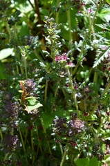 Pedicularis mollis