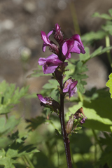 Pedicularis nordmanniana