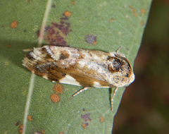 Acontia elaeoa