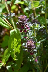 Pedicularis mollis