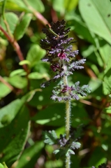 Pedicularis mollis
