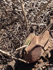 Cophosaurus texanus scitulus