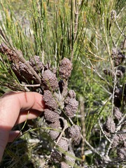 Allocasuarina emuina