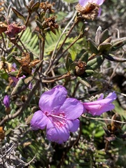 Rhododendron farrerae