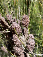 Allocasuarina emuina