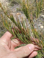Allocasuarina emuina