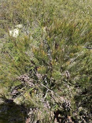 Allocasuarina emuina