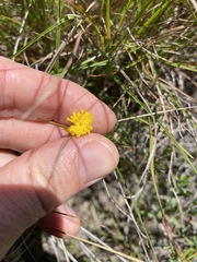 Rutidosis murchisonii