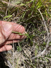 Rutidosis murchisonii