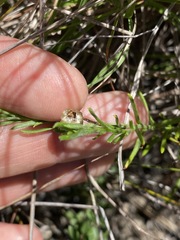 Rutidosis murchisonii