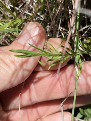 Rutidosis murchisonii