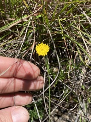 Rutidosis murchisonii