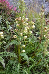 Pedicularis scullyana