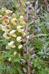 Pedicularis scullyana
