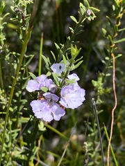 Westringia tenuicaulis